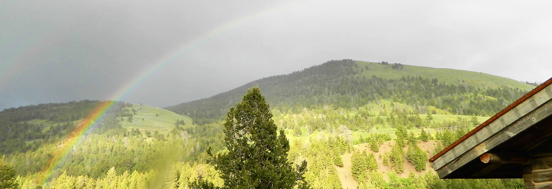 yellowstone national park forest scene with rainbow